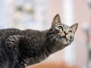 GATO CIDADE