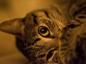 PREGUIÇA DE GATO