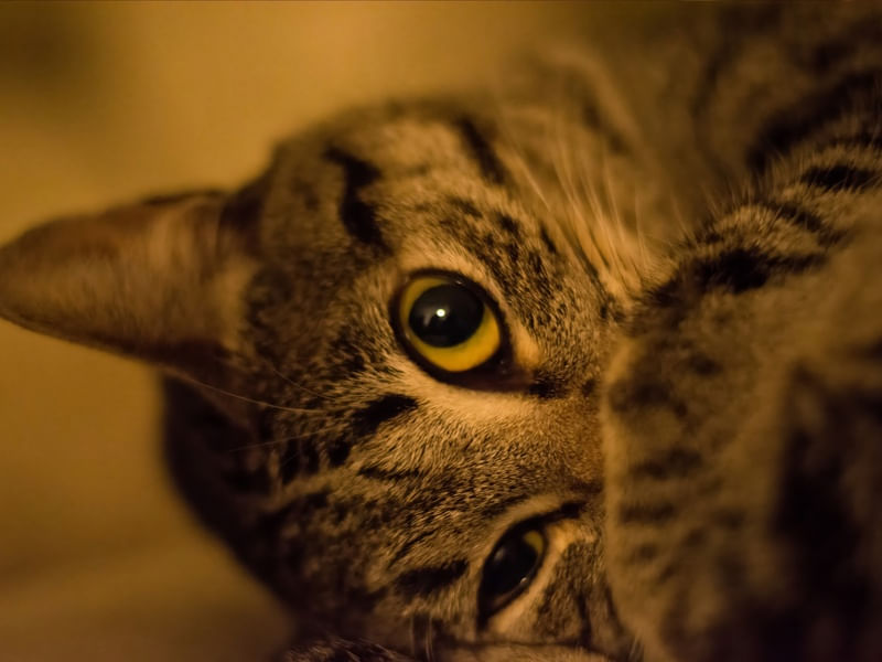 PREGUIÇA DE GATO