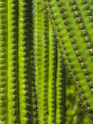 CACTOS CACTUS
