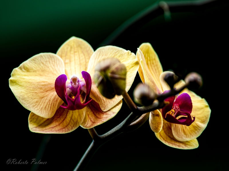 ORQUÍDEA AMARELA-2