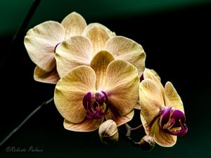 ORQUÍDEA AMARELAS
