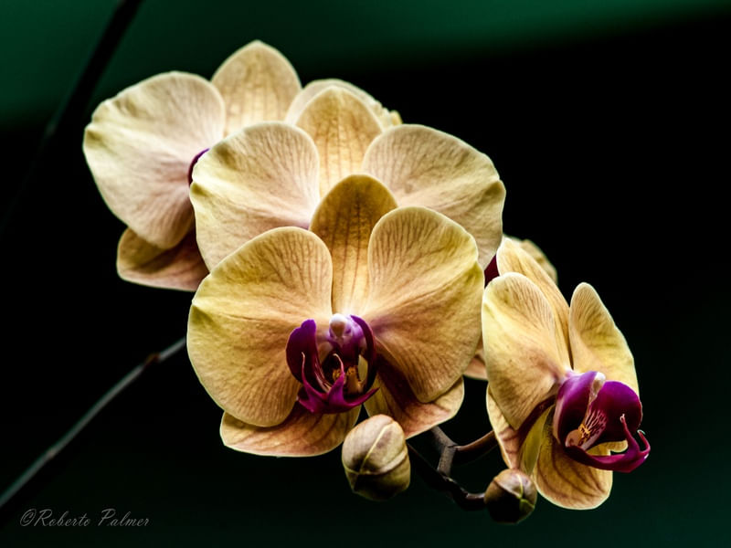 ORQUÍDEA AMARELAS