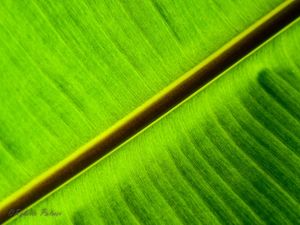 DIAGONAL VERDE