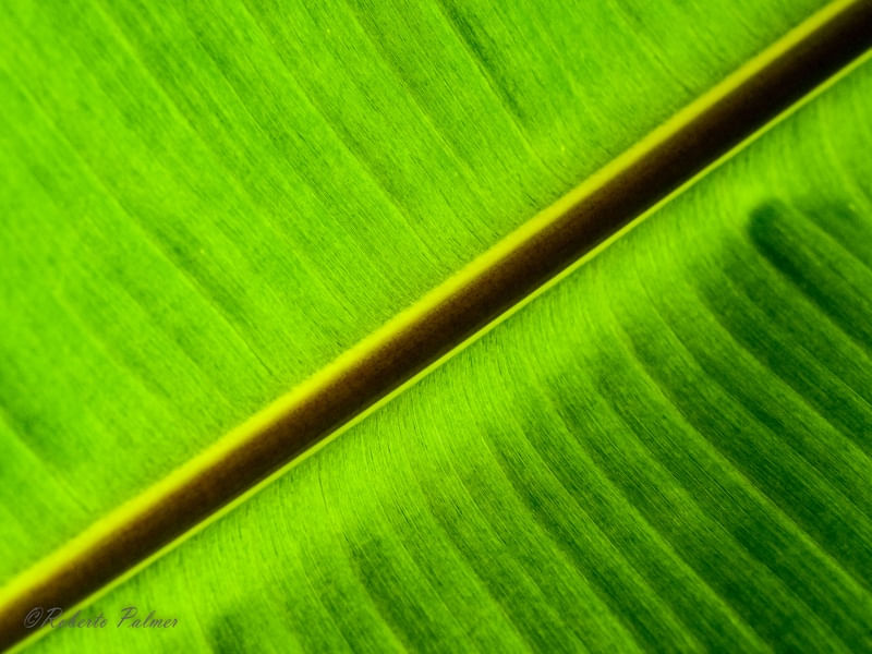 DIAGONAL VERDE