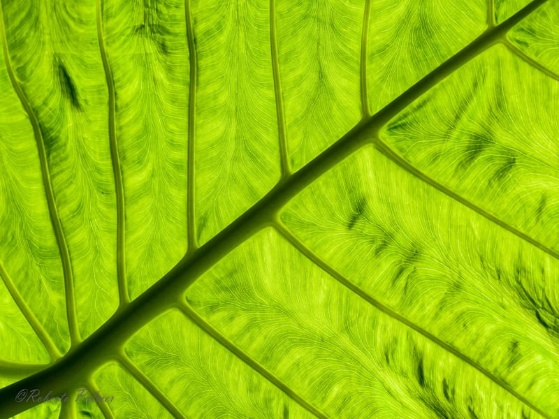 FOLHA VERDE EM DETALHE