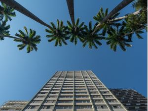 PALMS SKY