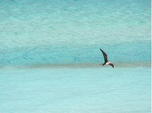SEAGULL ON THE BLUE