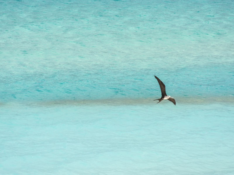 SEAGULL ON THE BLUE
