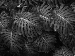 BW MONSTERA