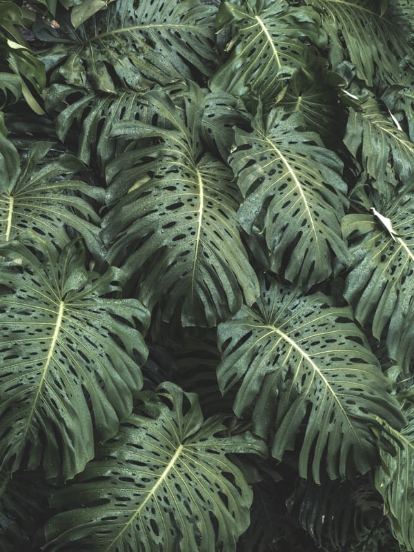 MONSTERA PLANTS