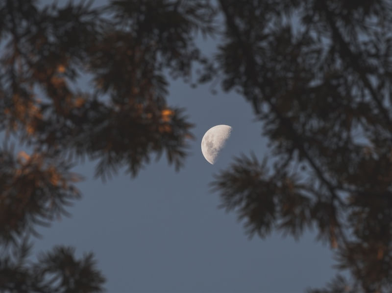 LUA ENTRE FOLHAS