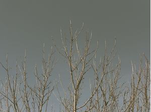 BRANCHES II