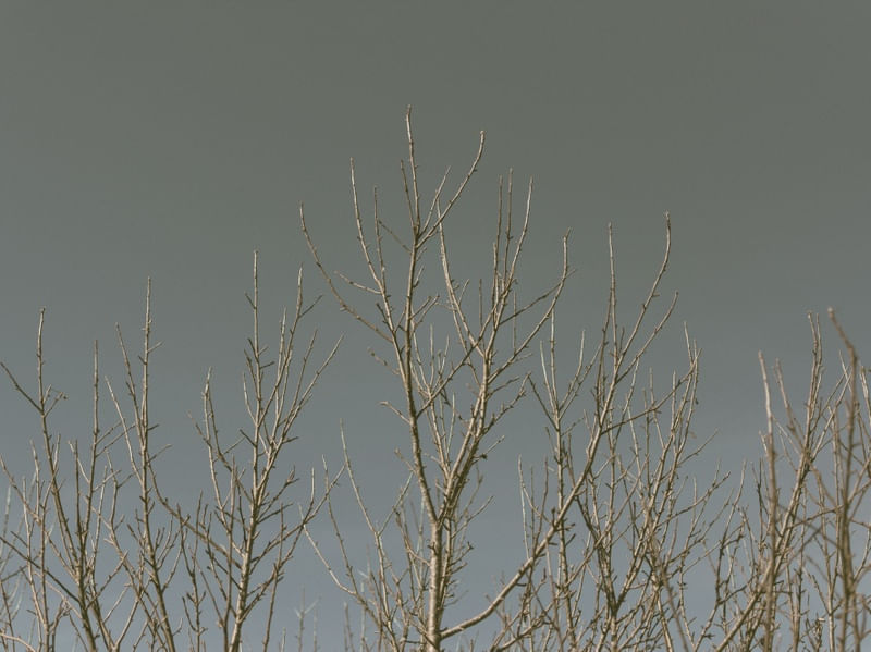 BRANCHES II