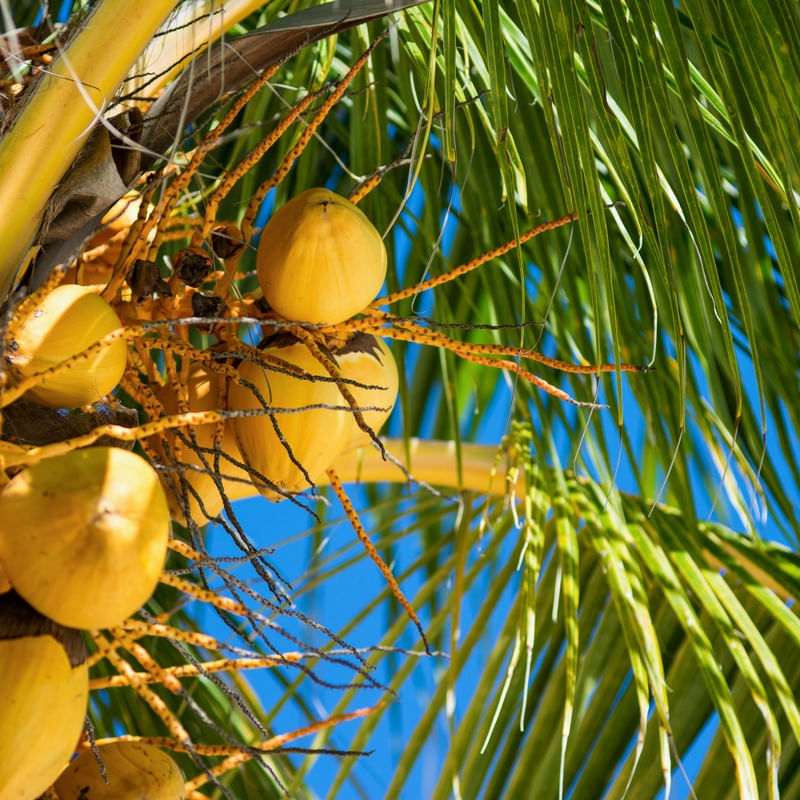 COCONUTS