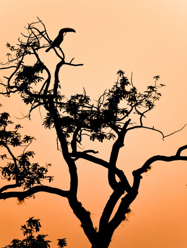 TOUCAN SILHOUETTE AT SUNSET