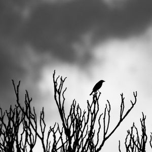 DRY TWIGS