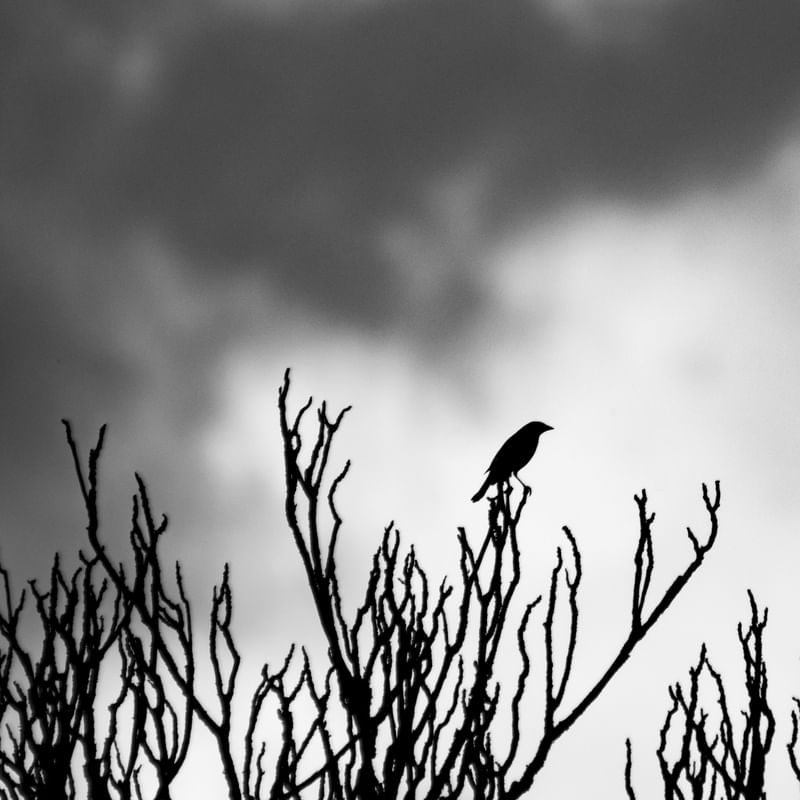 DRY TWIGS