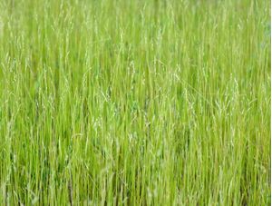 GREEN BUSH