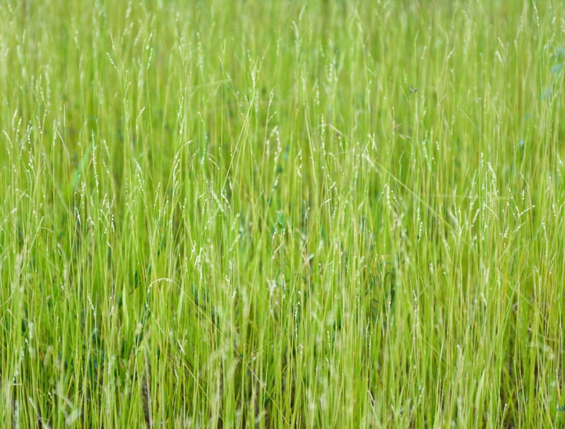 GREEN BUSH