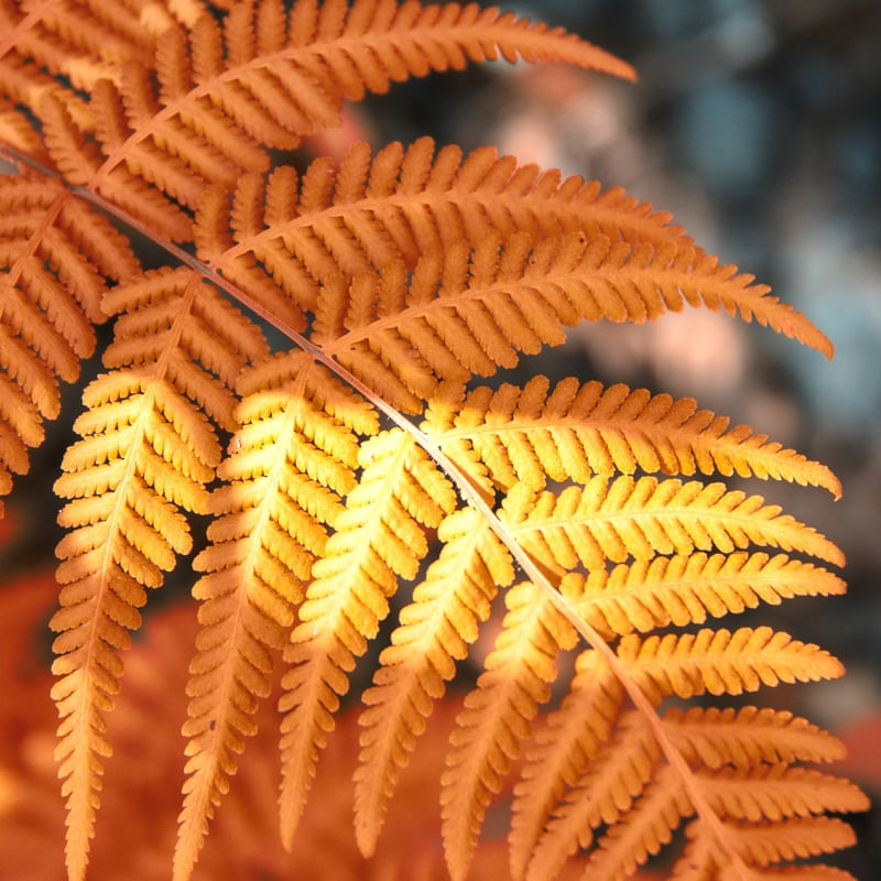 ORANGE FERN
