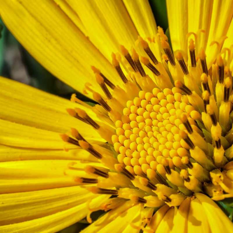FLOR DO CAMPO AMARELA