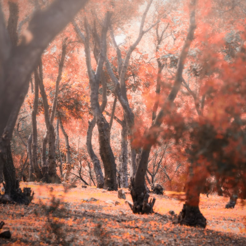 MAGIC FOREST