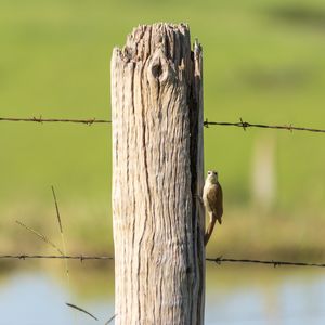 I SEE YOU