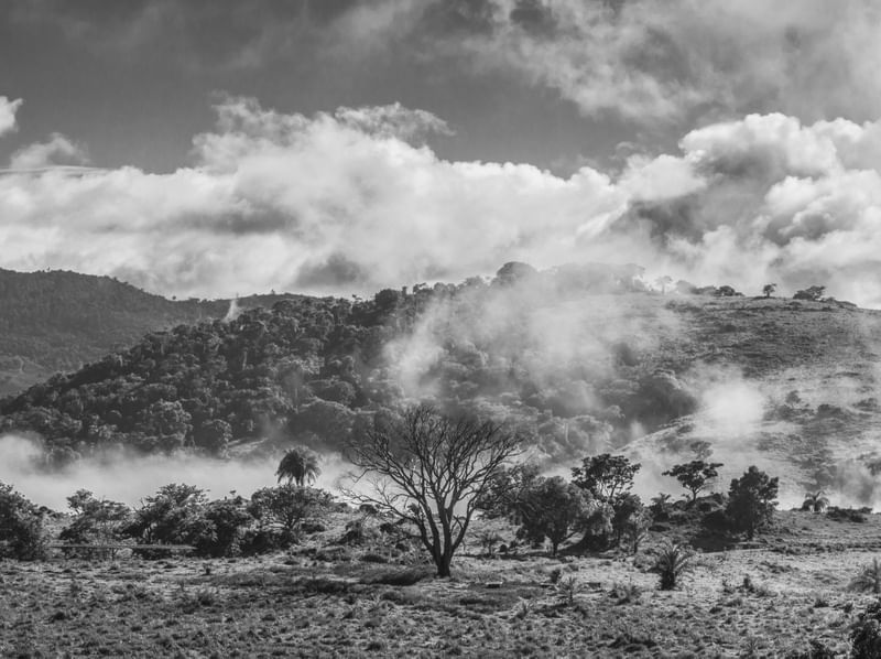TREE IN THE FOG