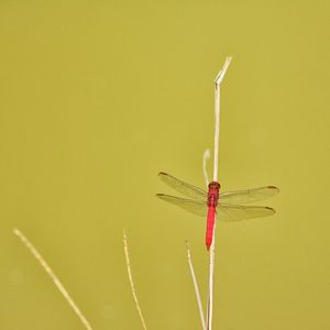 LONELY DRAGONFLY