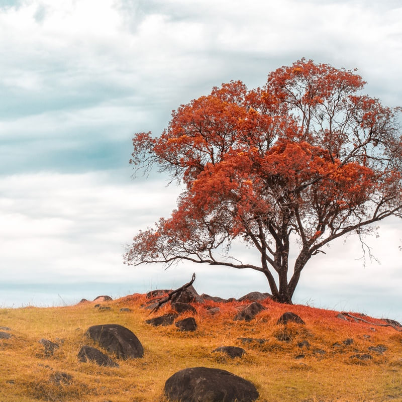 AUTUMN TREE
