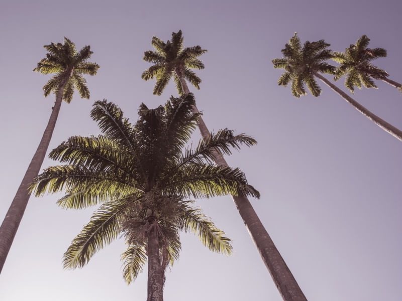PALMS II