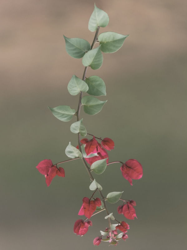 UPSIDE DOWN FLOWER