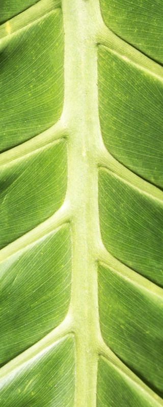 TEXTURA VERDE