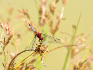 DRAGONFLY II