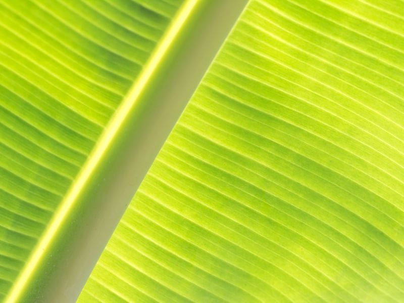 BANANA LEAF
