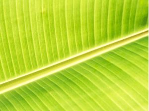 BANANA LEAF II