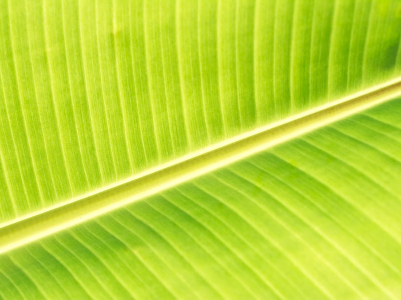 BANANA LEAF II
