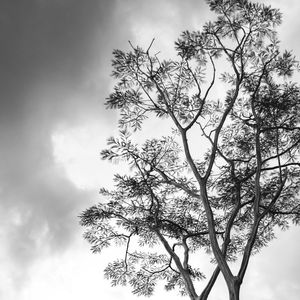 BW TREE