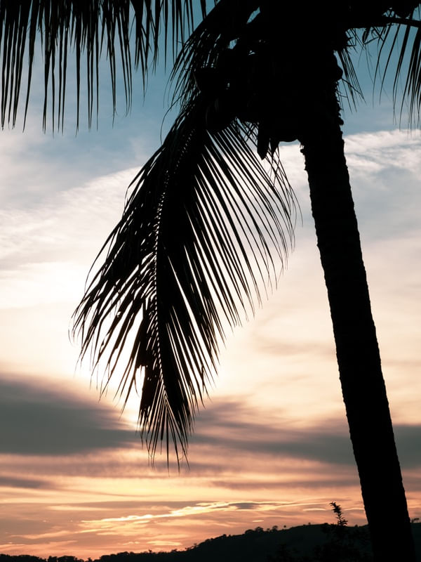 SUMMER PALM