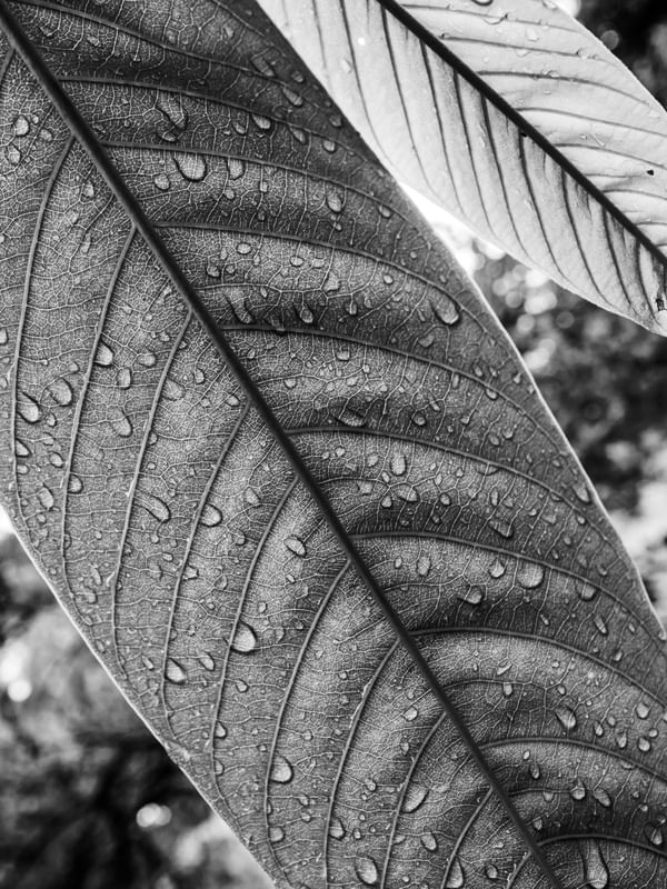 BW WATER DROPS