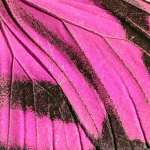 PINK MONARCA