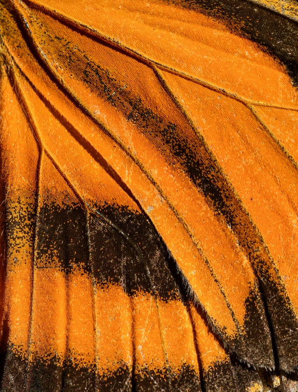MONARCA BUTTERFLY