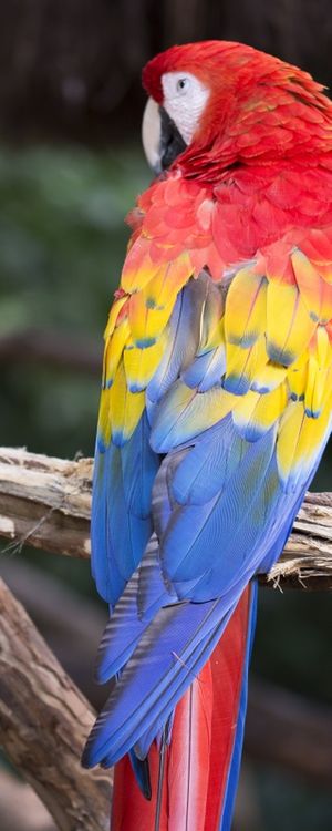 ARARA II