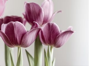 TULIPAS II
