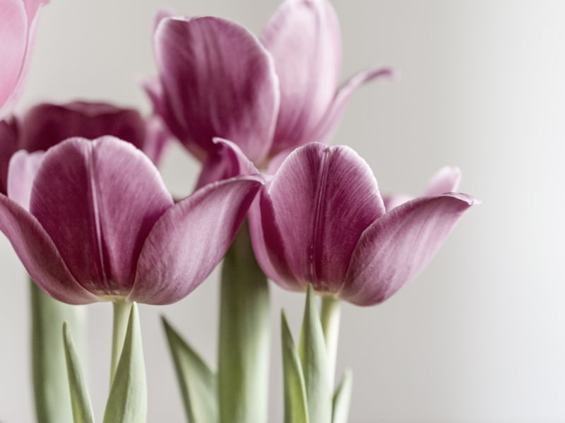 TULIPAS II