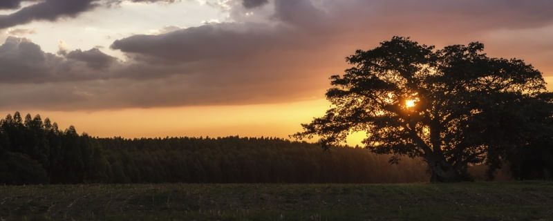 SUNSET FIELD