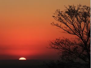 ÁRVORE NO PÔR DO SOL