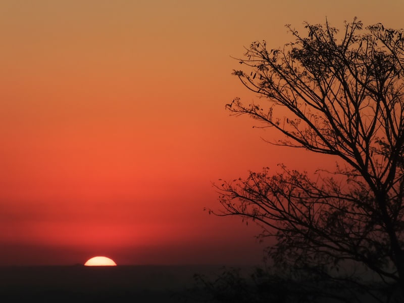 ÁRVORE NO PÔR DO SOL