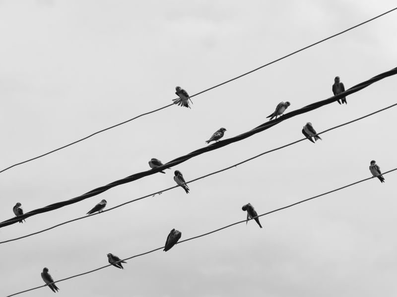 BIRDS ON THE LINES